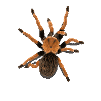 spider walking